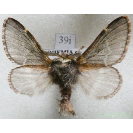 Poecilocampa populi (Linnaeus, 1758) male Czech39i